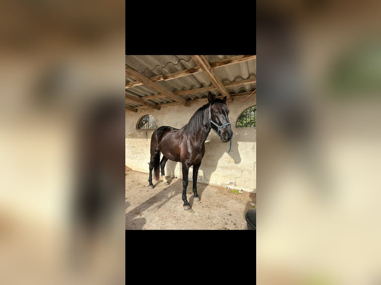 Otras razas Yegua 8 años 168 cm Negro in Mauguio