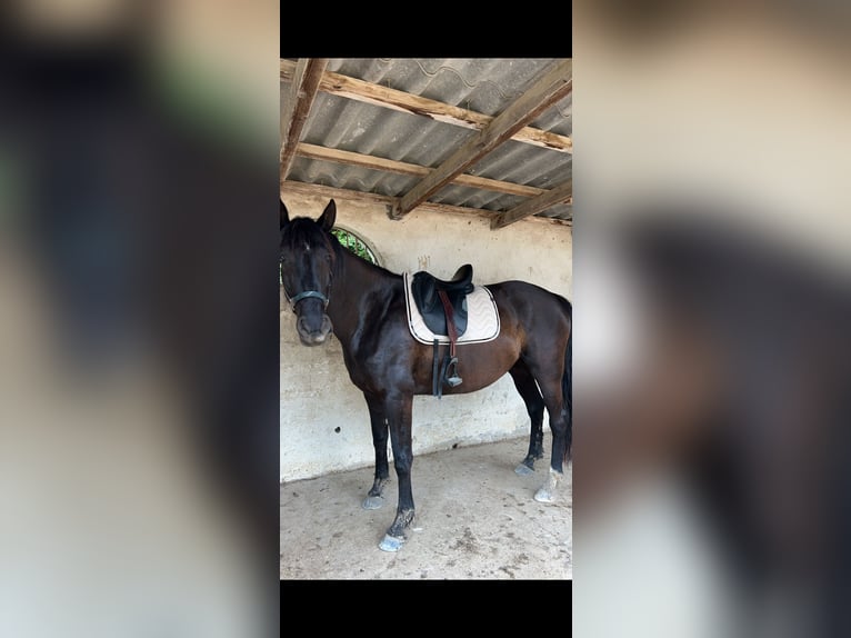 Otras razas Yegua 8 años 168 cm Negro in Mauguio