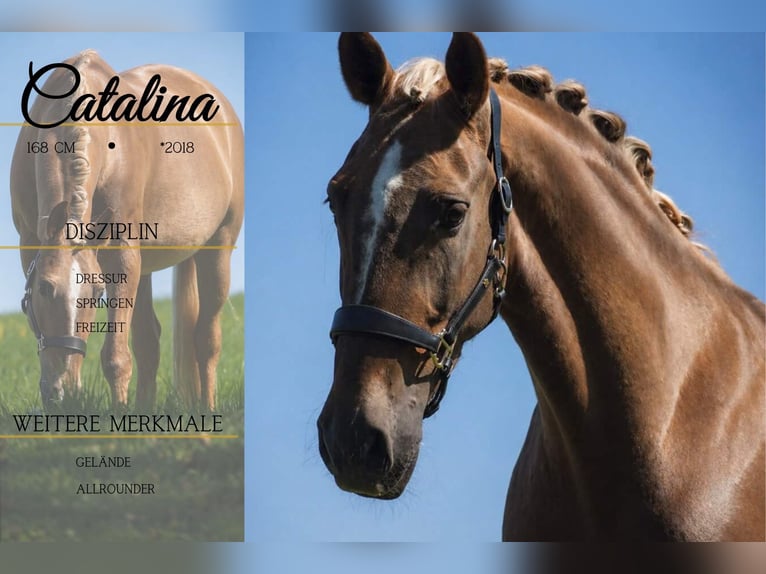 Otras razas Yegua 8 años 168 cm Palomino in Nettersheim