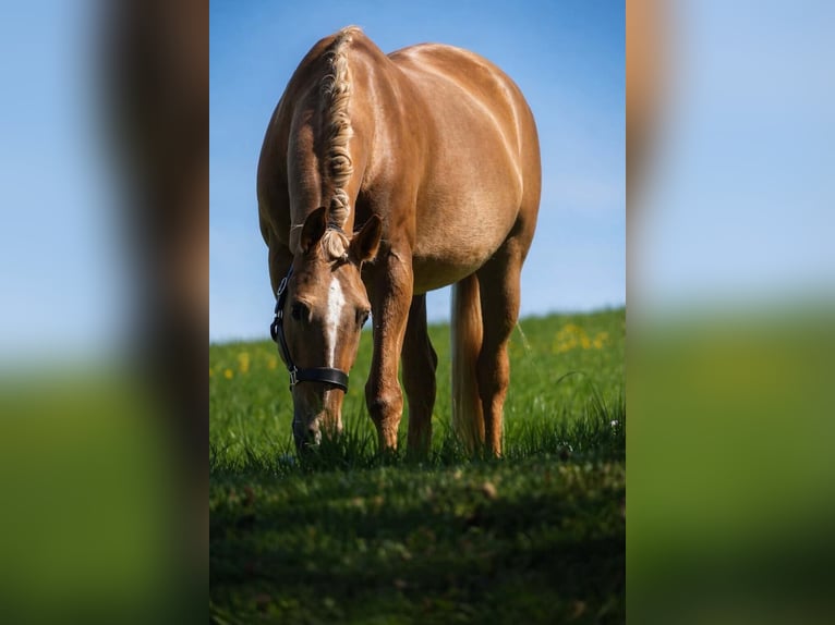 Otras razas Yegua 8 años 168 cm Palomino in Nettersheim