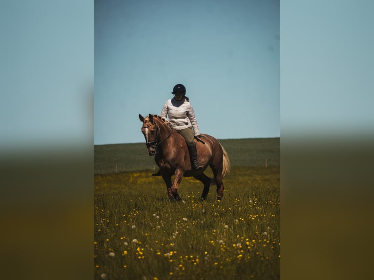 Otras razas Yegua 8 años 168 cm Palomino in Nettersheim