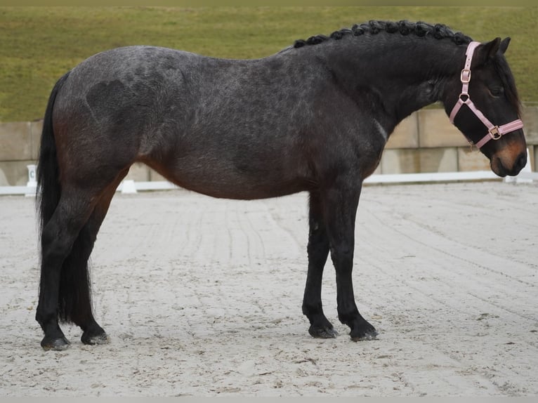 Otras razas Yegua 9 años 152 cm Ruano azulado in Nettersheim