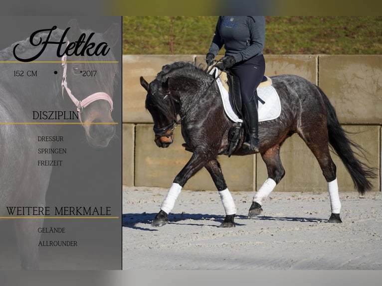 Otras razas Yegua 9 años 152 cm Ruano azulado in Nettersheim