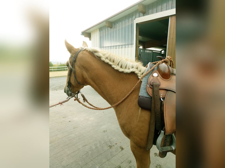 Otras razas Yegua 9 años 160 cm Palomino in Rennerod