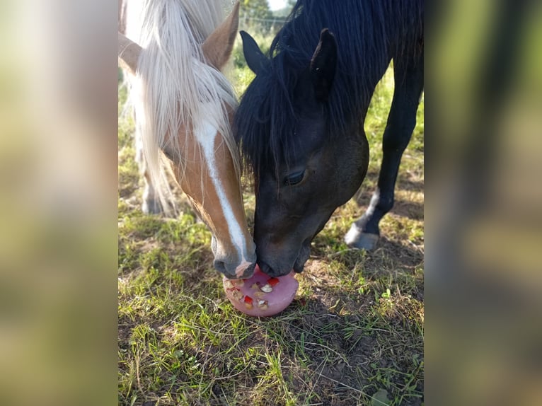 Otras razas Yegua 9 años 160 cm Palomino in Rennerod