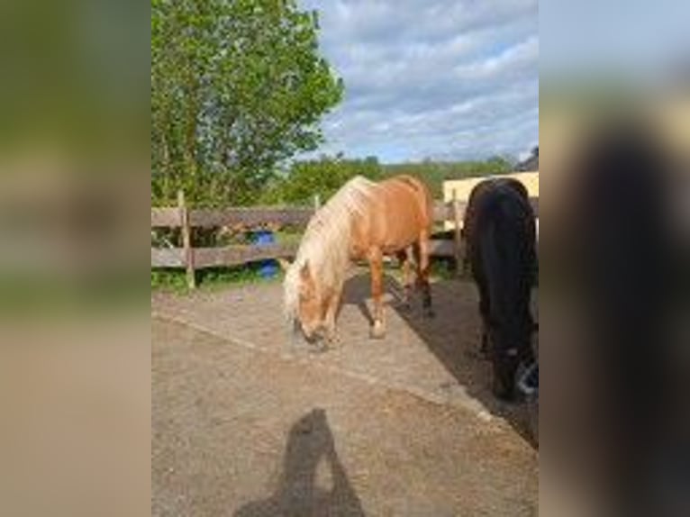 Otras razas Yegua 9 años 160 cm Palomino in Rennerod