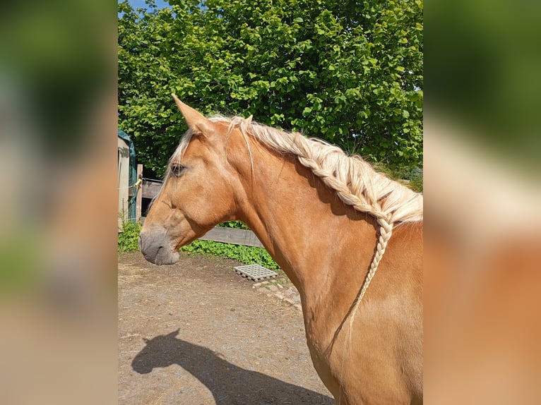 Otras razas Yegua 9 años 160 cm Palomino in Rennerod