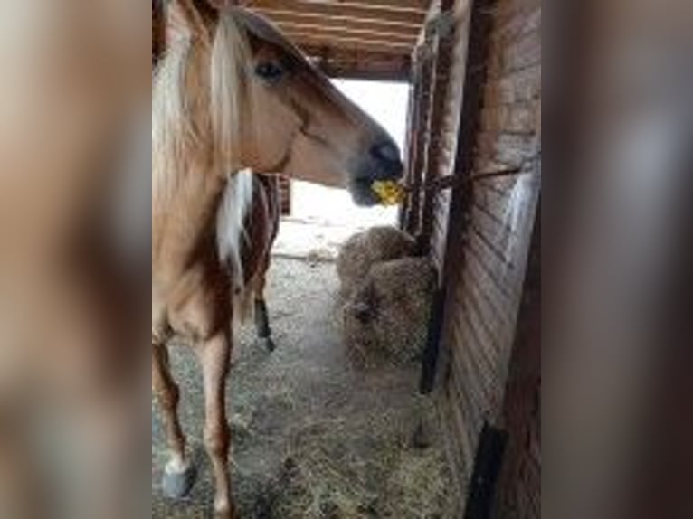 Otras razas Yegua 9 años 160 cm Palomino in Rennerod