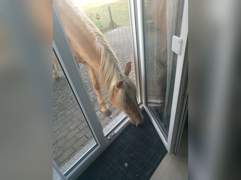 Otras razas Yegua 9 años 160 cm Palomino in Rennerod