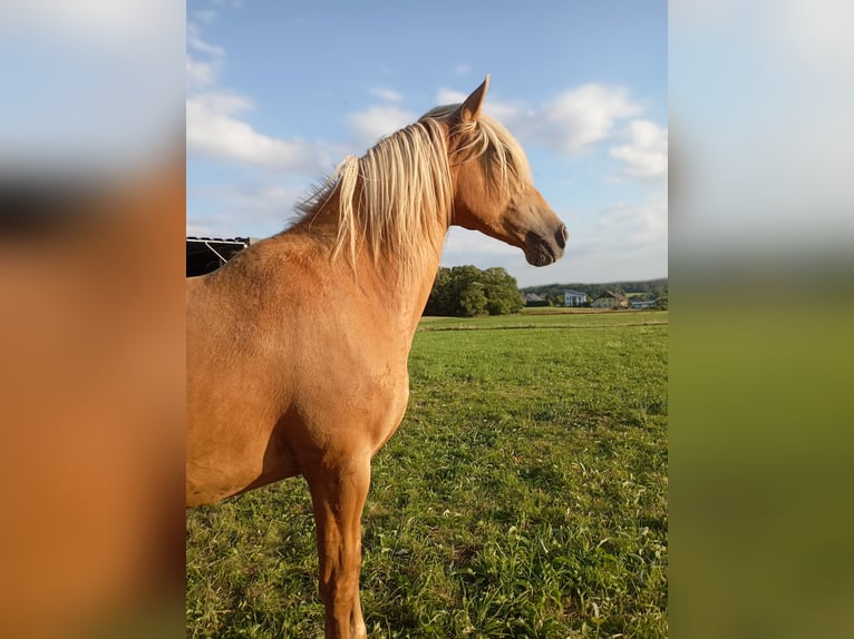 Otras razas Yegua 9 años 160 cm Palomino in Rennerod