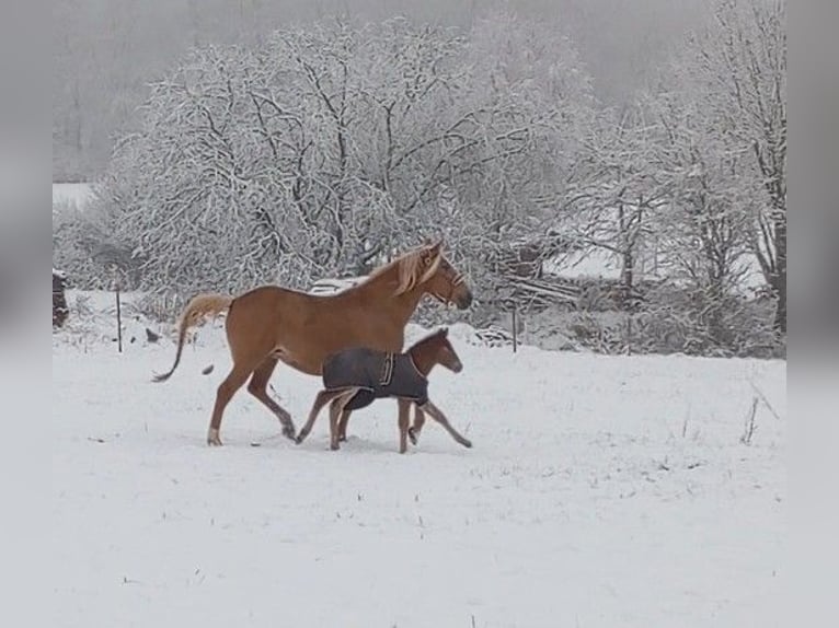 Otras razas Yegua 9 años 160 cm Palomino in Rennerod