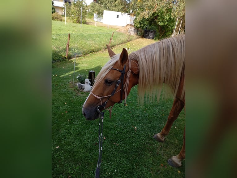 Otras razas Yegua 9 años 160 cm Palomino in Rennerod
