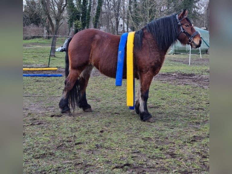 Otras razas Yegua 9 años 161 cm Castaño in Fehrbellin Hakenberg
