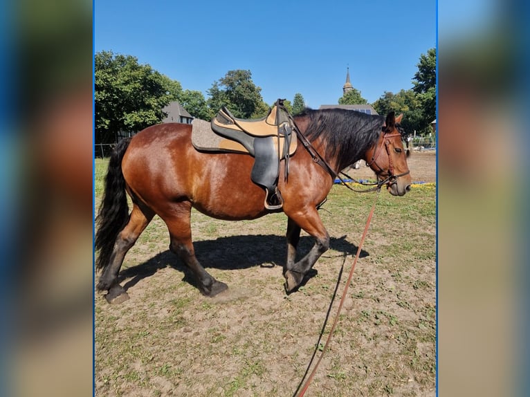 Otras razas Yegua 9 años 161 cm Castaño in Fehrbellin Hakenberg
