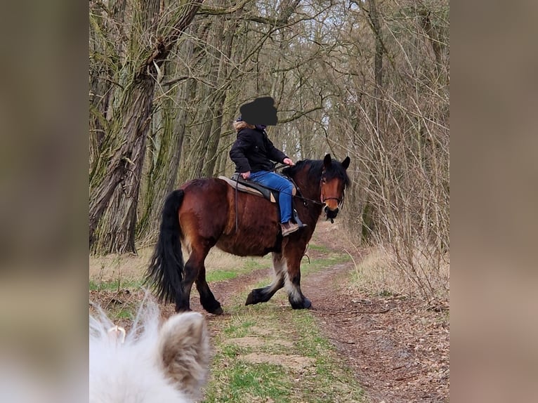 Otras razas Yegua 9 años 161 cm Castaño in Fehrbellin Hakenberg