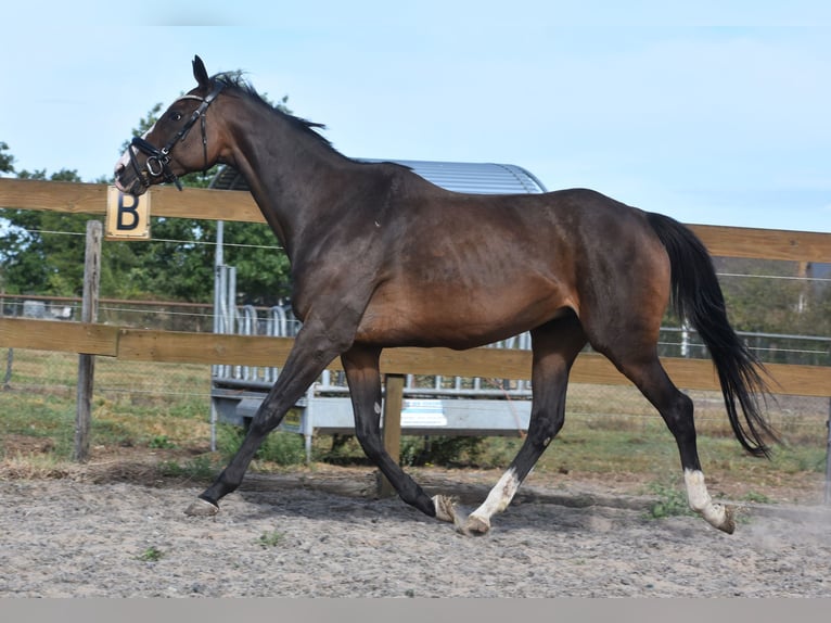 Otras razas Yegua 9 años 162 cm Castaño oscuro in Achtmaal