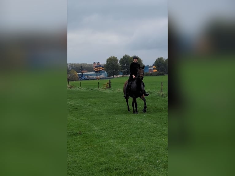 Otras razas Yegua 9 años 164 cm Castaño in Wijk en Aalburg