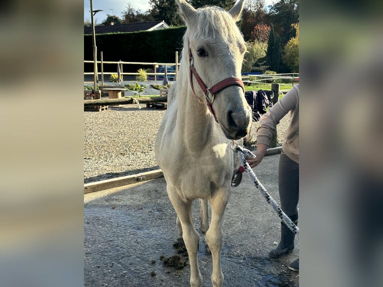 Otras razas Mestizo Yegua Potro (01/2025) 150 cm Palomino in Bressieux