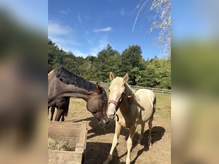 Otras razas Mestizo Yegua Potro (01/2025) 150 cm Palomino in Bressieux