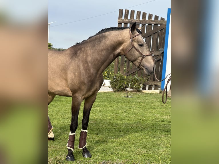 Pärlvit häst Blandning Hingst 4 år 162 cm Black in Santo Isidoro