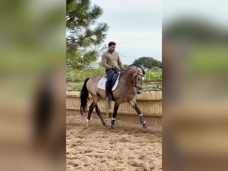Pärlvit häst Blandning Hingst 4 år 162 cm Black in Santo Isidoro