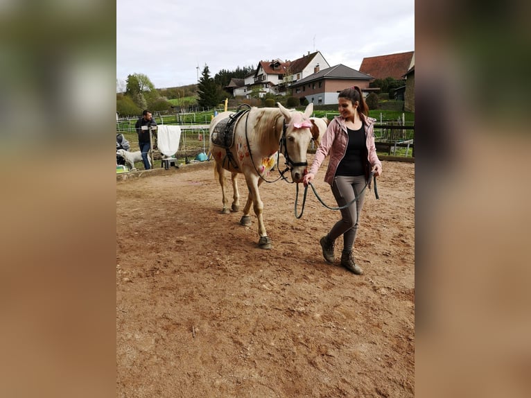 Pärlvit häst Blandning Valack 12 år 160 cm Champagne in Schmittweiler