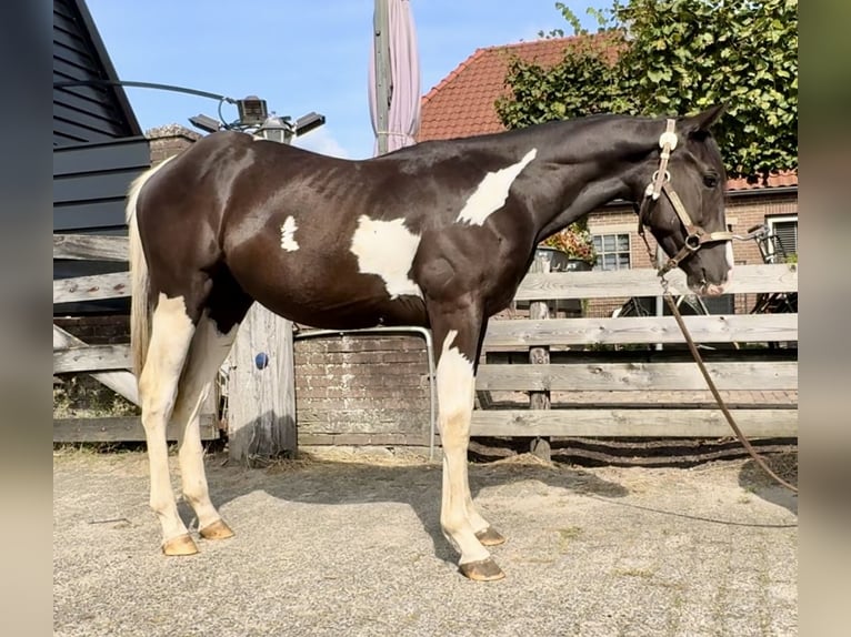 Paint-häst Hingst 1 år 140 cm Pinto in Barneveld