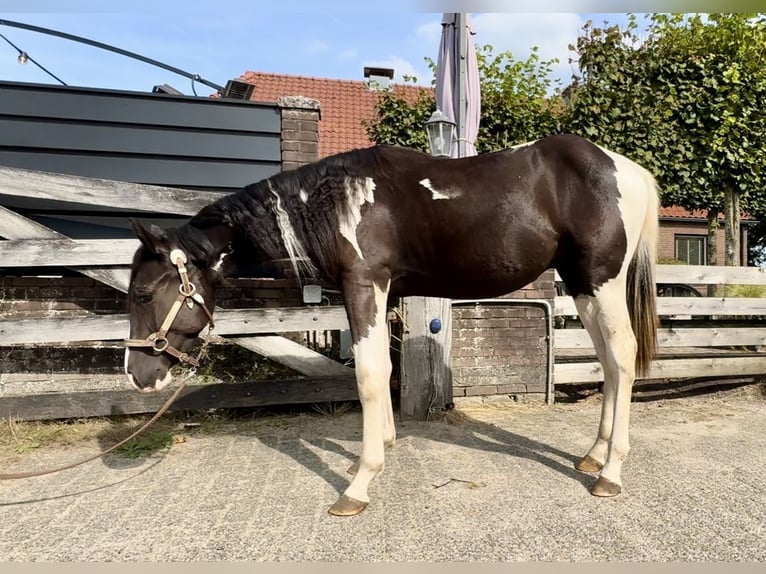 Paint-häst Hingst 1 år 140 cm Pinto in Barneveld