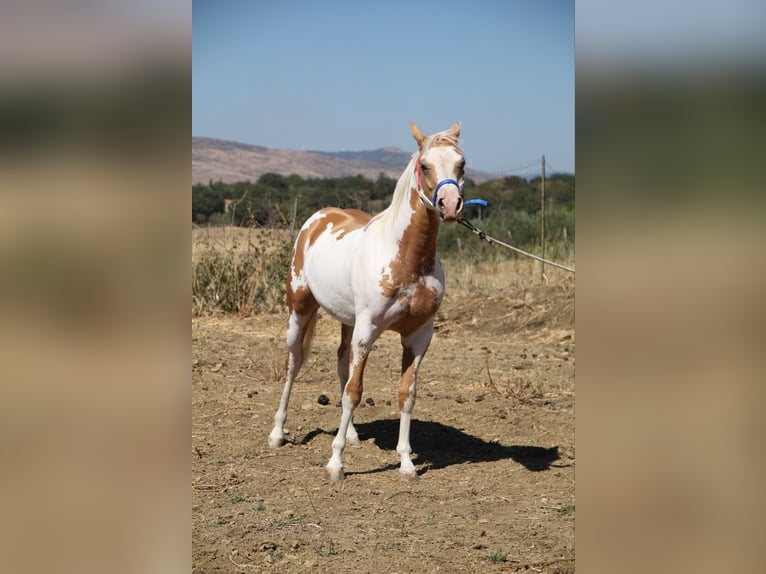 Paint-häst Hingst 1 år 147 cm Tobiano-skäck-alla-färger in Maletto