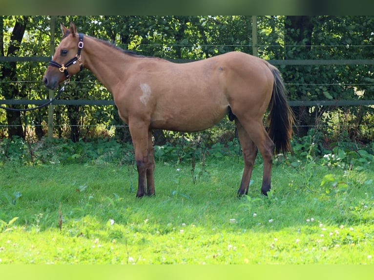 Paint-häst Hingst 1 år 150 cm Brun in Hellenthal