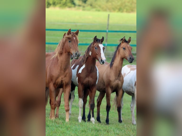 Paint-häst Hingst 1 år 150 cm Brun in Hellenthal