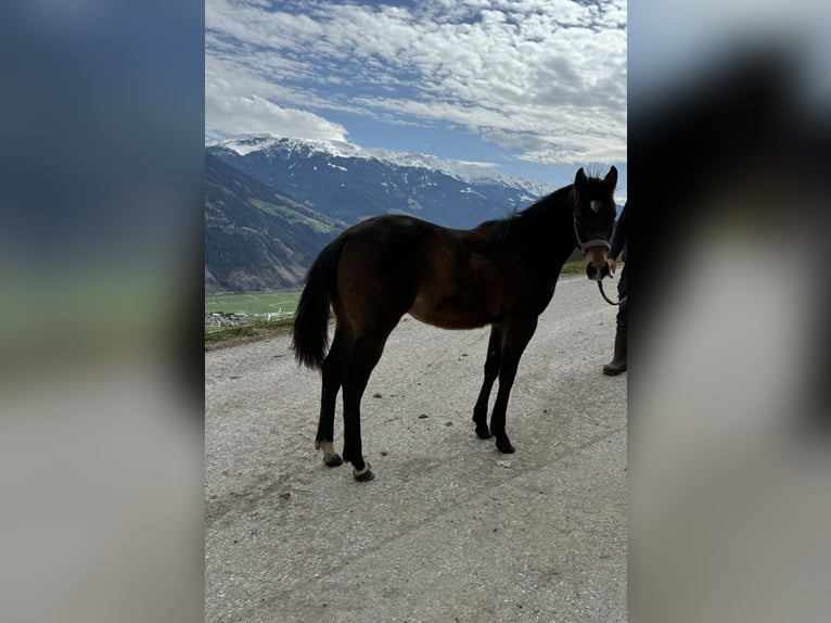 Paint-häst Hingst 1 år 150 cm Brun in Fügenberg