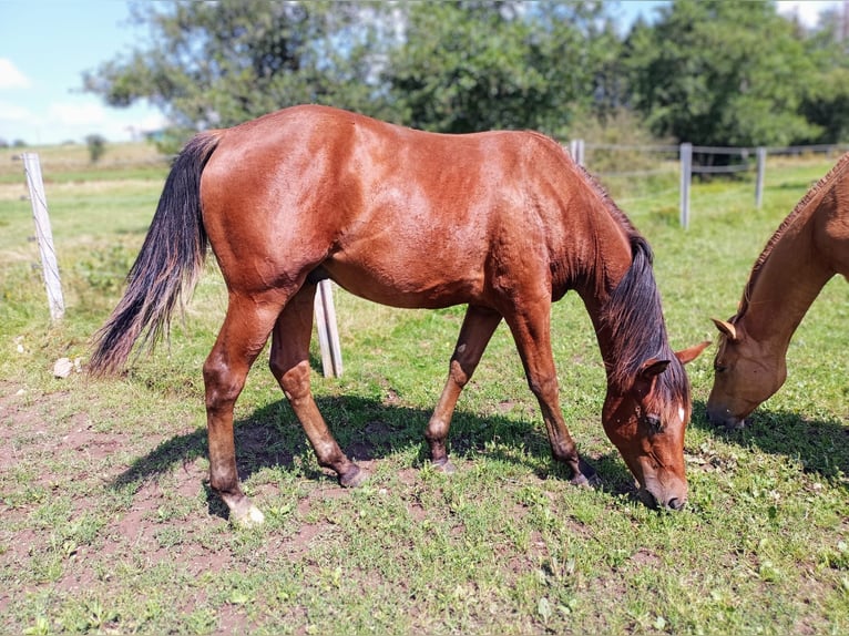 Paint-häst Hingst 1 år 150 cm Brun in Losheim am See