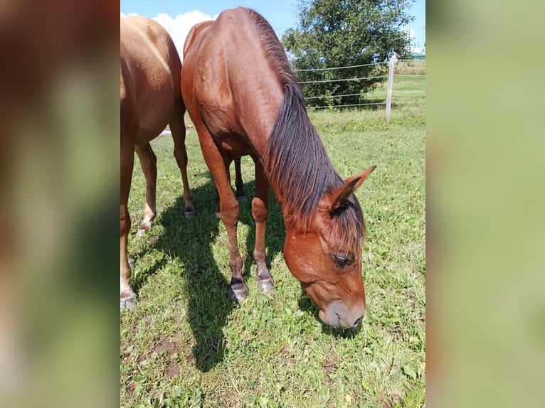 Paint-häst Hingst 1 år 150 cm Brun in Losheim am See