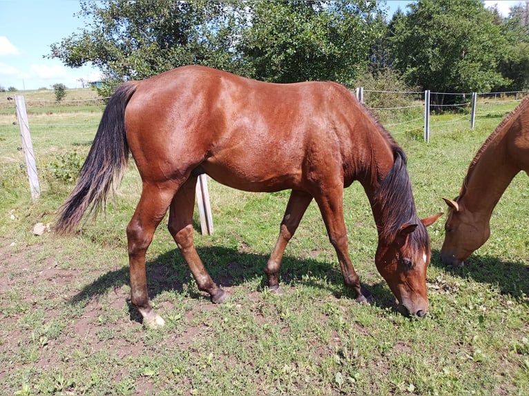 Paint-häst Hingst 1 år 150 cm Brun in Losheim am See