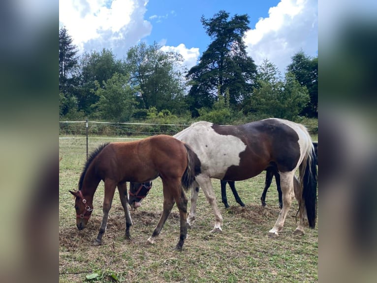 Paint-häst Hingst 1 år 150 cm Brun in Losheim am See