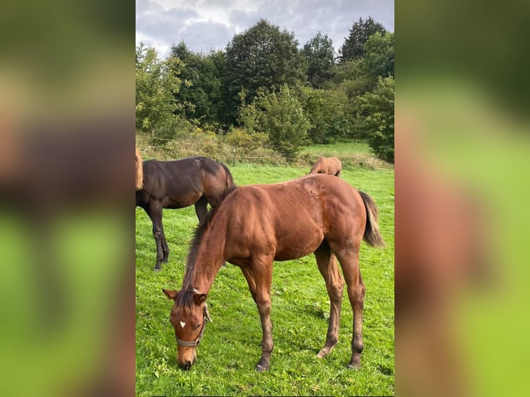 Paint-häst Hingst 1 år 150 cm Brun in Losheim am See