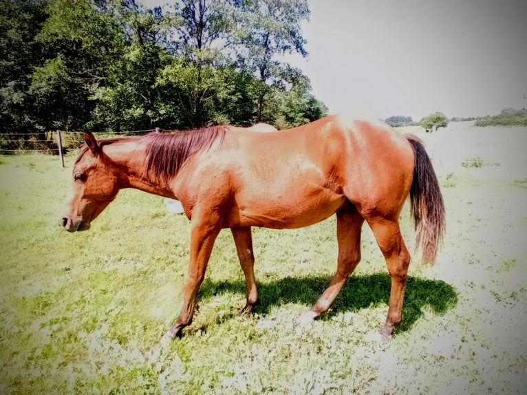 Paint-häst Hingst 1 år 150 cm Brun in Losheim am See