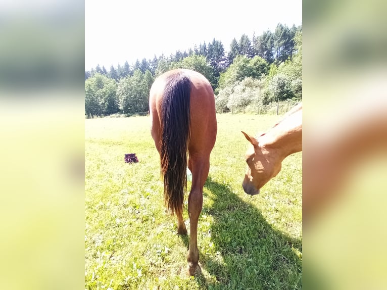 Paint-häst Hingst 1 år 150 cm Brun in Losheim am See