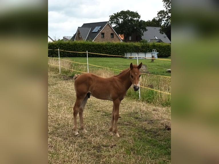 Paint-häst Blandning Hingst 1 år 150 cm fux in Aurich