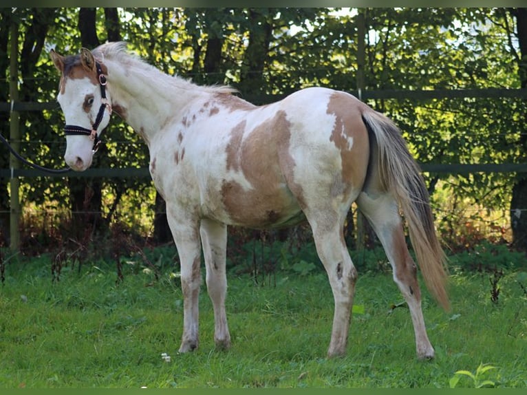 Paint-häst Hingst 1 år 150 cm Overo-skäck-alla-färger in Hellenthal