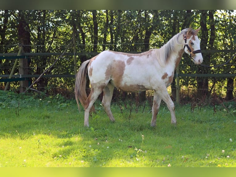 Paint-häst Hingst 1 år 150 cm Overo-skäck-alla-färger in Hellenthal