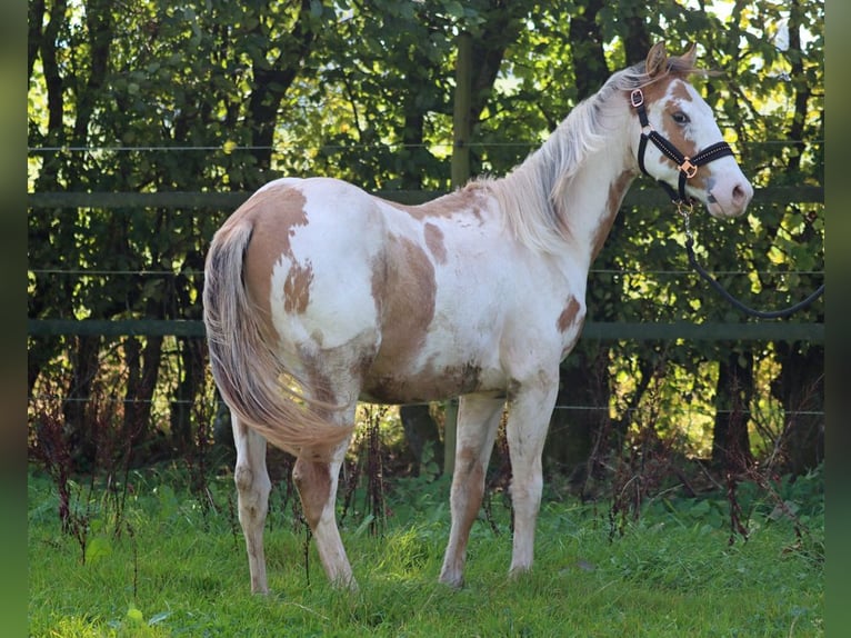 Paint-häst Hingst 1 år 150 cm Overo-skäck-alla-färger in Hellenthal