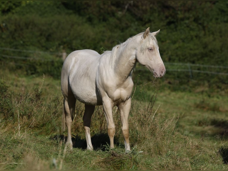 Paint-häst Hingst 1 år 150 cm Palomino in Rödinghausen