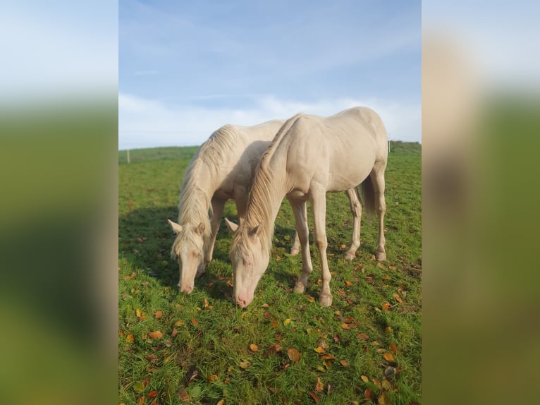 Paint-häst Hingst 1 år 150 cm Palomino in Rödinghausen