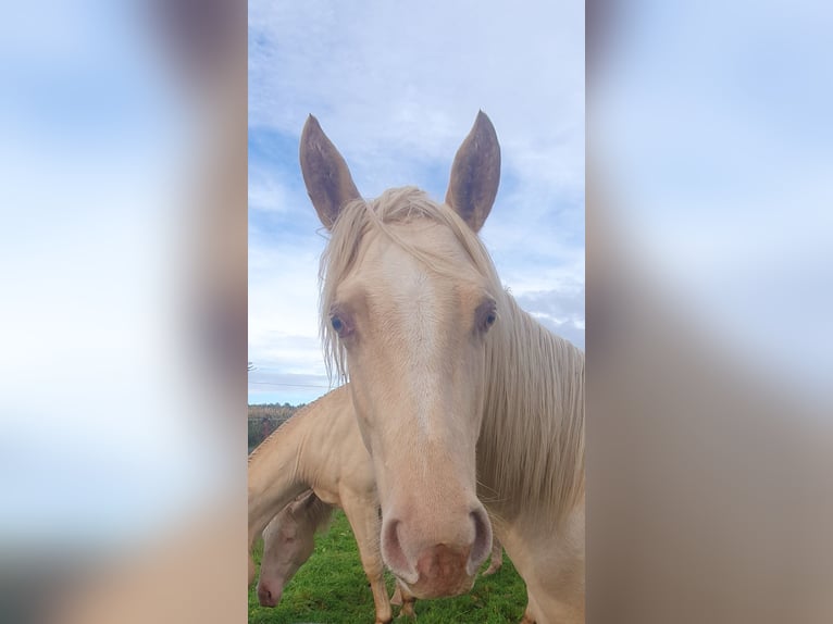 Paint-häst Hingst 1 år 150 cm Palomino in Rödinghausen