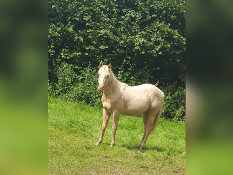 Paint-häst Hingst 1 år 150 cm Palomino in Rödinghausen