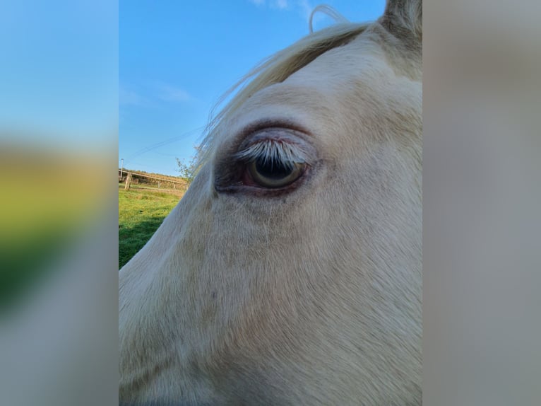 Paint-häst Hingst 1 år 150 cm Palomino in Rödinghausen