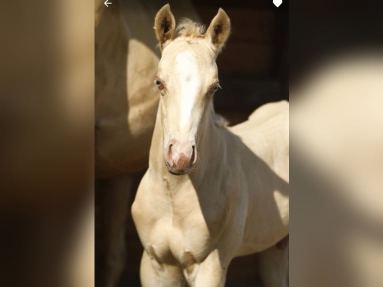 Paint-häst Hingst 1 år 150 cm Palomino in Rödinghausen