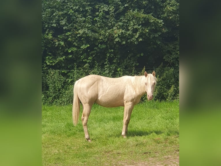 Paint-häst Hingst 1 år 150 cm Palomino in Rödinghausen